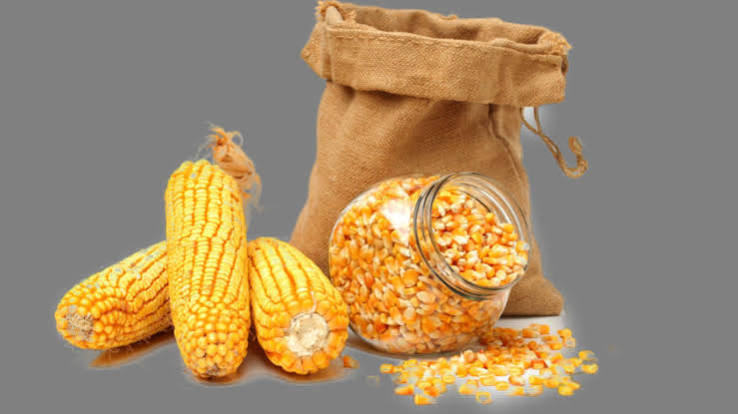 Yellow Maize 2